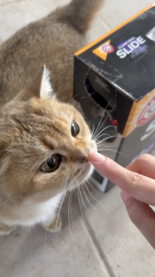 Atti touching a fingertip with her nose beside an Arm & Hammer Slide cat litter box.