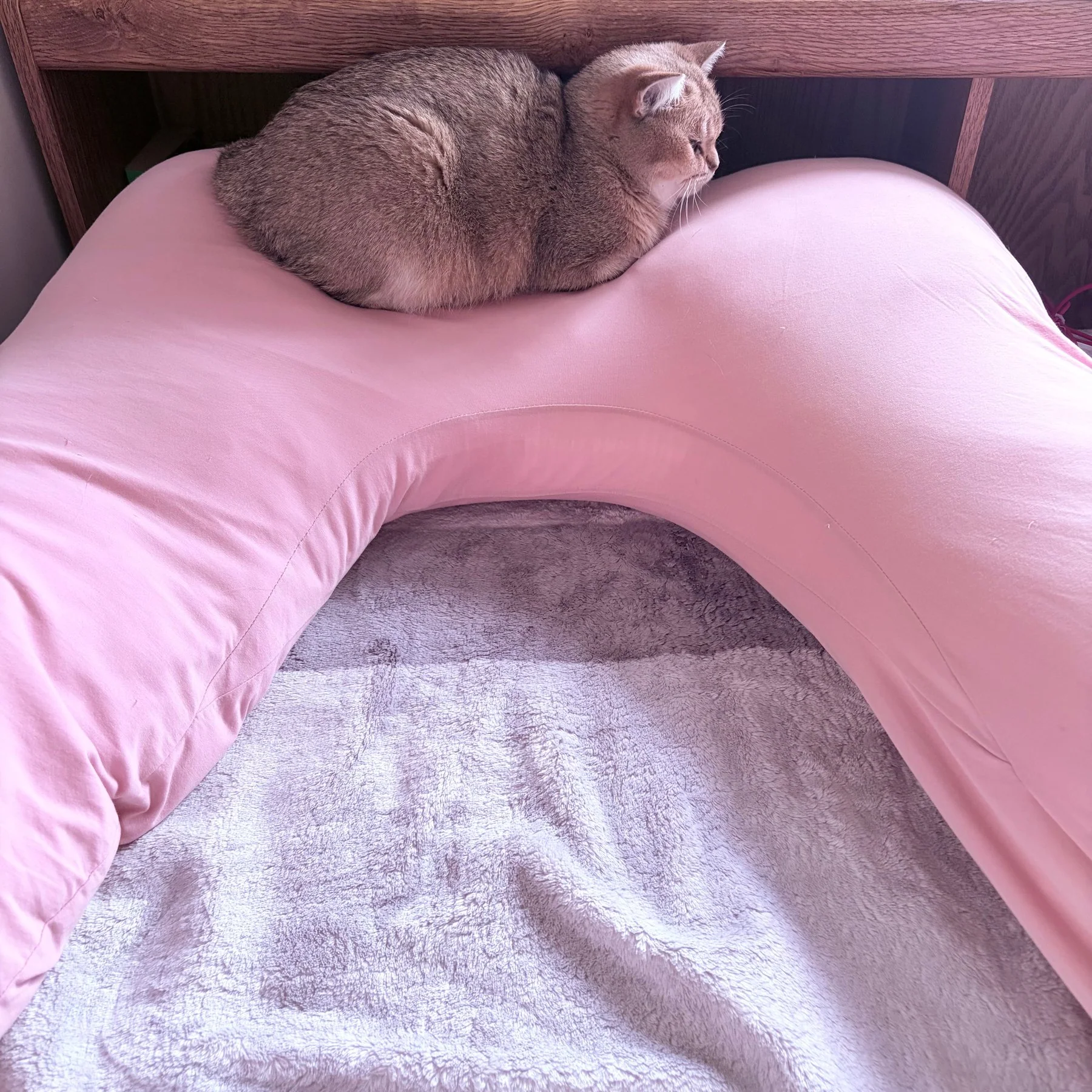 Atti curled on the top of a pink U-shaped pillow on the bed.
